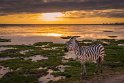 099 Amboseli Nationaal Park